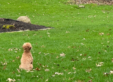 Puppy getting ready for a full day of pet waste removal